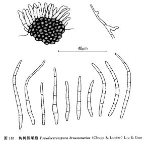 構樹假尾孢