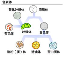 各種質體的關係