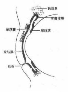 球結膜