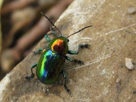 金甲蟲[中美洲哥斯大黎加的稀奇生物]