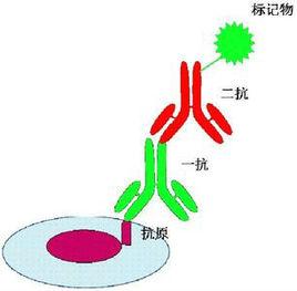 腫瘤免疫組織化學標記物