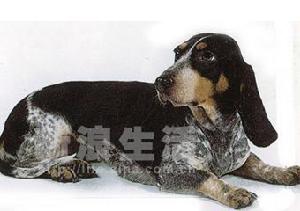 加斯科尼藍矮犬