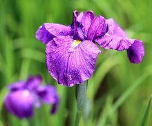 花菖蒲