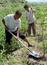 關長遠、張淑雲夫婦在河堤上維護果樹