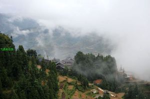 飛虎將蟲茶生產基地