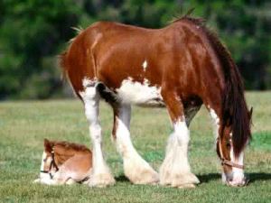 犬馬之養