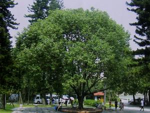 雲南樟