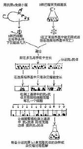 體細胞雜交