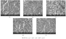 不同聚合時間PANI的SEM照片