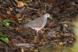 紫背鶉鳩