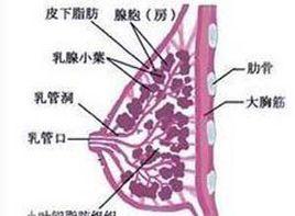 乳房紅腫熱痛