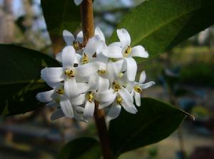 山桂花