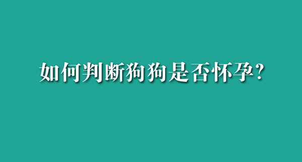 如何判斷狗狗是否懷孕