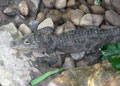 （圖）Alligator sinensis -- 揚子鱷