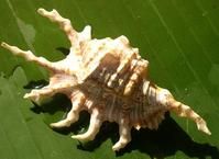 蠍尾蜘蛛螺