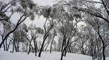 桑園雪景