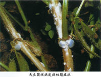 大豆菌核病