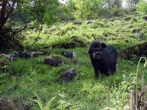 黑竹溝山谷風景區——野生動物