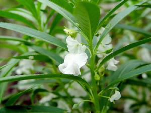 矮小無距鳳仙花