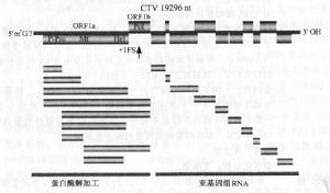 柑橘速衰病毒的基因組及其產物