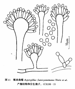 煙束麴黴