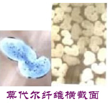 莫代爾纖維截面