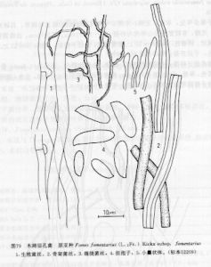 木蹄層孔菌原亞種