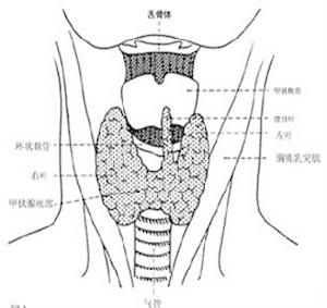 甲狀腺功能亢進症