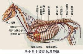 動物系統學