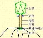 細菌病毒