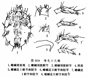 棒毛小爪蟎