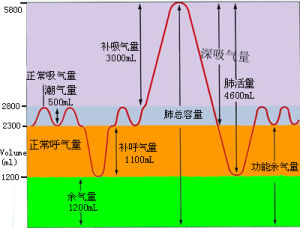 潮氣量