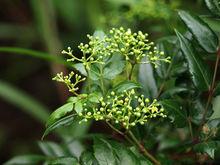 原生態客家白茶植株