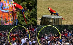 益民匯 香江野生動物園動物表演