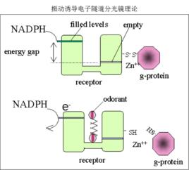 嗅覺理論