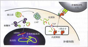 抗原突變