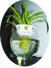 水培DIY “植物+魚”