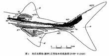 劉氏比耶魚（新種）正型標本的線條圖