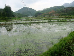 蓴菜生於湖泊