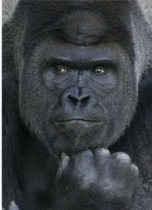 Shabani