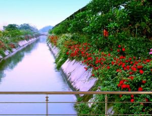 大丘園農莊 