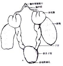 卵巢早衰簡易圖