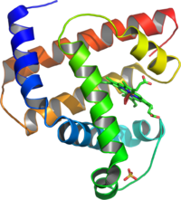 肌紅蛋白的立體圖