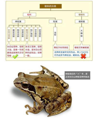 吉林長白山中國林蛙