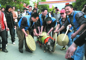 搶豬節是景寧縣大漈鄉畲族特有的傳統節日