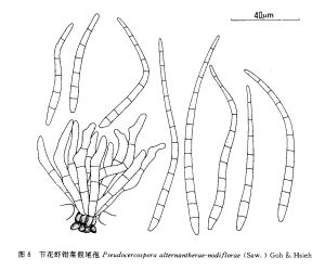 節花蝦鉗菜假尾孢