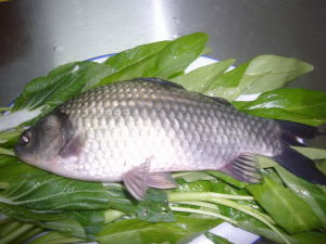 Crucian carp