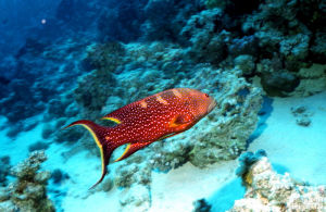 鰓棘鱸魚