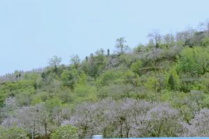 中原佛山槐花文化節