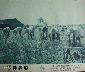 巧種多收 巧種多收